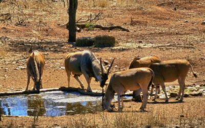 Why Paid Volunteering Holidays in Africa Are the Adventure of a Lifetime
