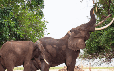 Volunteer in Zimbabwe: Experience the Adventure of a Lifetime