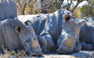 Volunteer with Animals in Africa: Work Hands-On with Wildlife